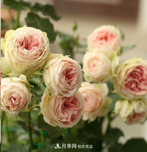 广东种月季，首选这15种，一年花开10个月！(图14)