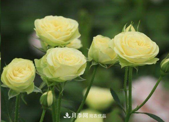 广东种月季，首选这15种，一年花开10个月！(图17)