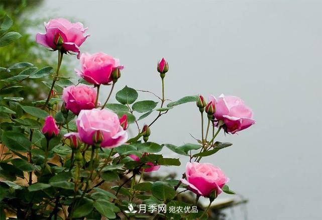 养好月季花需要注意的三个要点(图1)