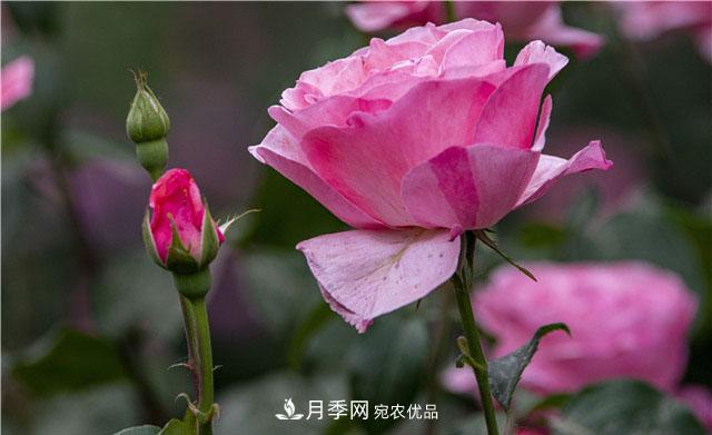 月季花开吐芬芳，南阳月季大美景(图库)(图2)