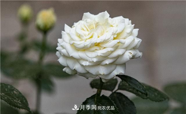 月季花开吐芬芳，南阳月季大美景(图库)(图5)