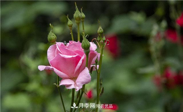 月季花开吐芬芳，南阳月季大美景(图库)(图7)