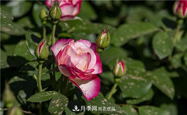 月季花开吐芬芳，南阳月季大美景(图库)(图6)