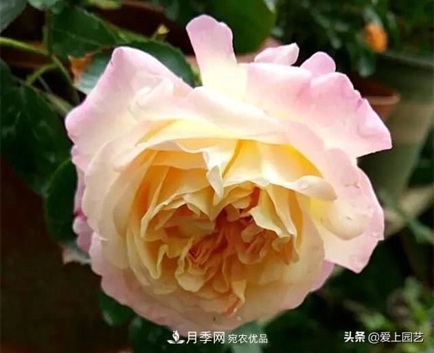 一成不变的月季不是我的菜，“百变女郎”才够精彩(图2)