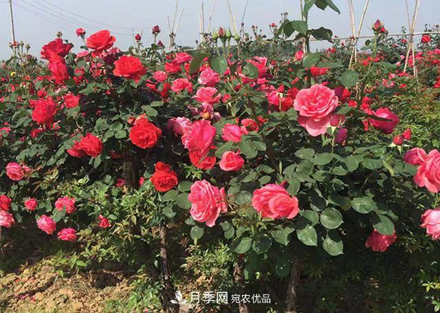 室内种植月季花，做好这四点，植株旺开花多(图2)