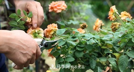 月季开花越来越少？教你一招，分枝多，花量翻倍，新手也会养(图3)