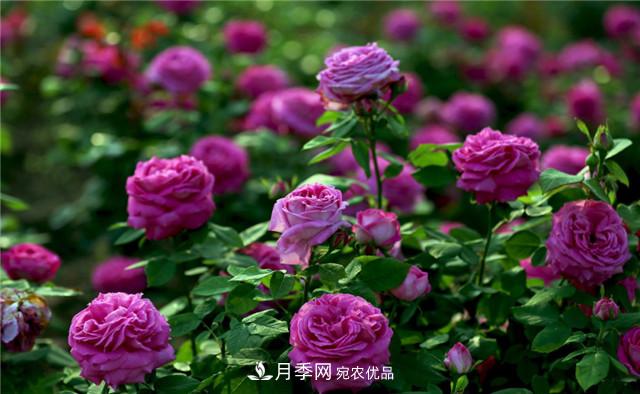 哪些月季花品种是花友必备的？(图2)