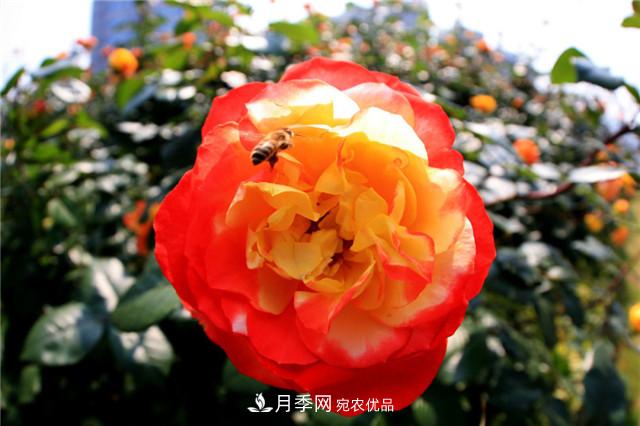 哪些月季花品种是花友必备的？(图3)