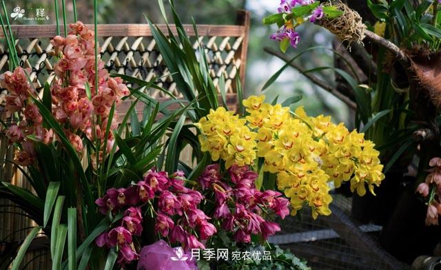 世界第二大植物家族，总共800个属，说一说兰花那点事(图1)