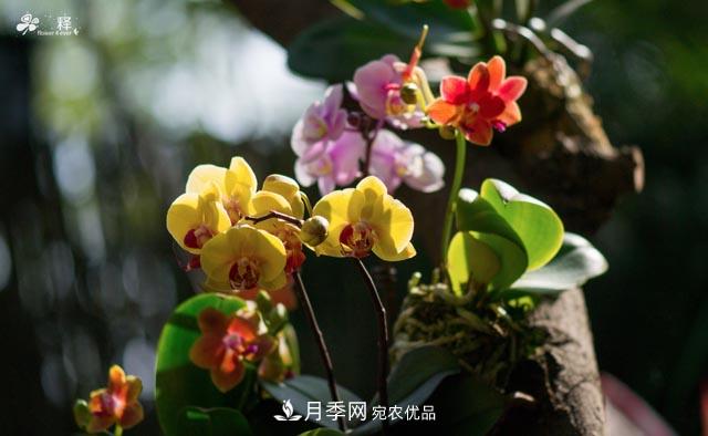 世界第二大植物家族，总共800个属，说一说兰花那点事(图2)