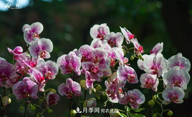 世界第二大植物家族，总共800个属，说一说兰花那点事(图4)