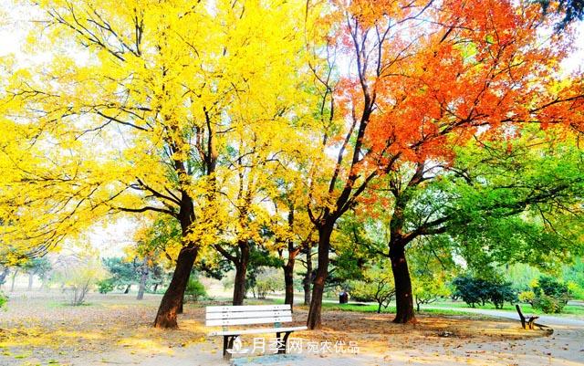 又是一年秋来到，成都街头秋思重~(图1)