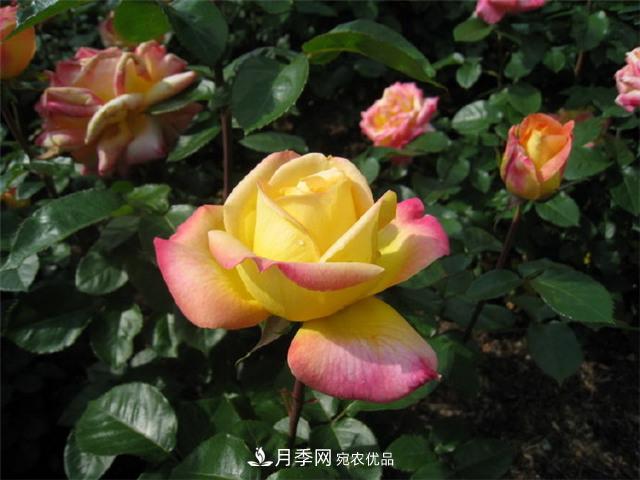 月季花友常见的6个&quot;毛病&quot;，你有几个？(图1)