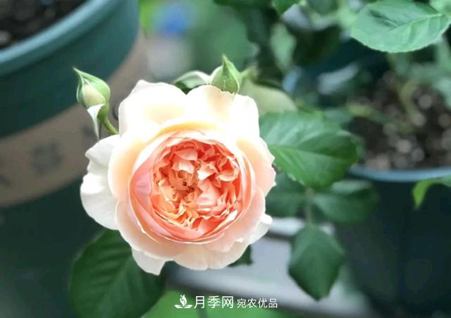 月季花的根系越养越差，难道是因为不会养？(图2)