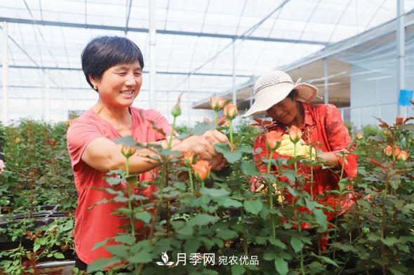 山东日照招贤玫瑰产业园：花海种下振兴梦 花香溢满致富路(图1)