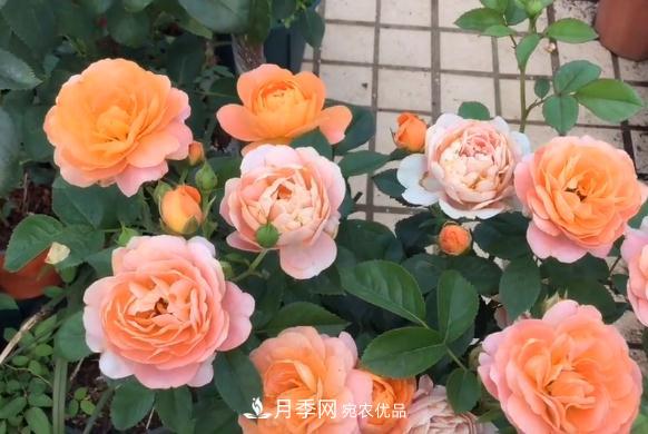 果汁阳台月季好养吗，一年开几次花？(图1)