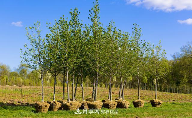 经济价值较高，适合在农田种植的苗木有哪些？(图1)