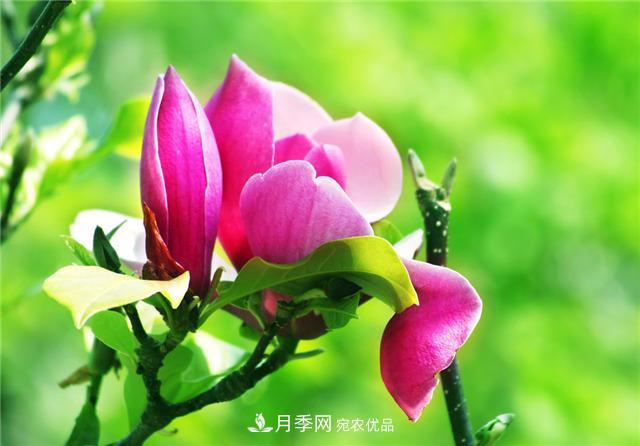 玉兰花的花语、传说、栽培记述与历史文化(图1)