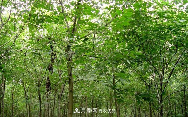 南阳镇平玉兰大叶女贞香樟五角枫苗木批发基地(图1)