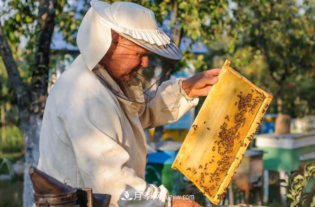 跌落神坛的土蜂蜜土特产(图2)