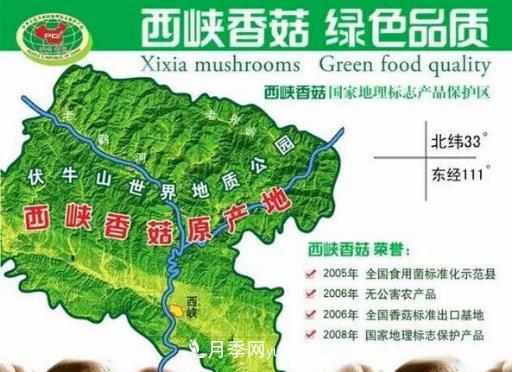 河南西峡：小香菇三级跳育出百亿大产业——伏牛山看新变(图1)