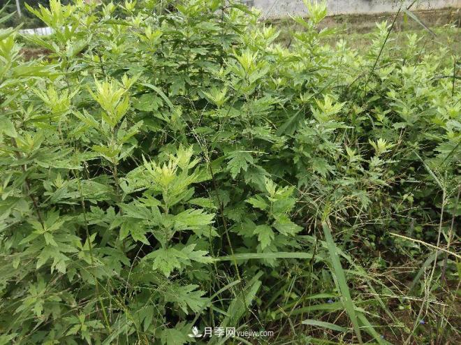 种南阳艾草的时候怎么除草，可不可以用草甘膦(图2)