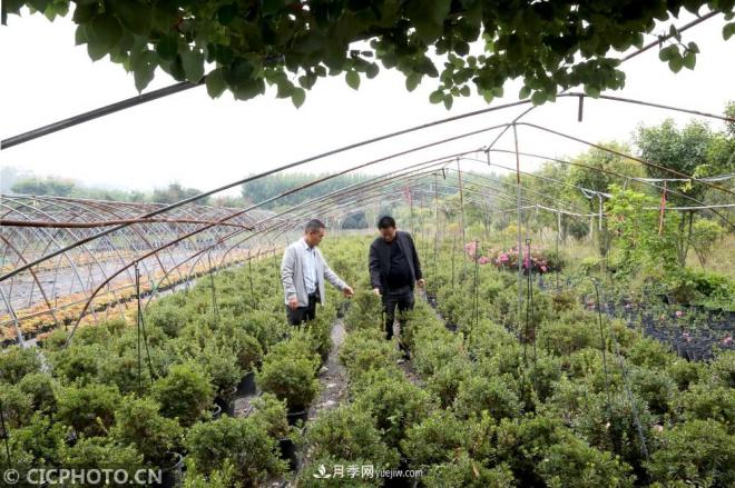 河南平顶山：花卉苗木种植助农增收(图1)