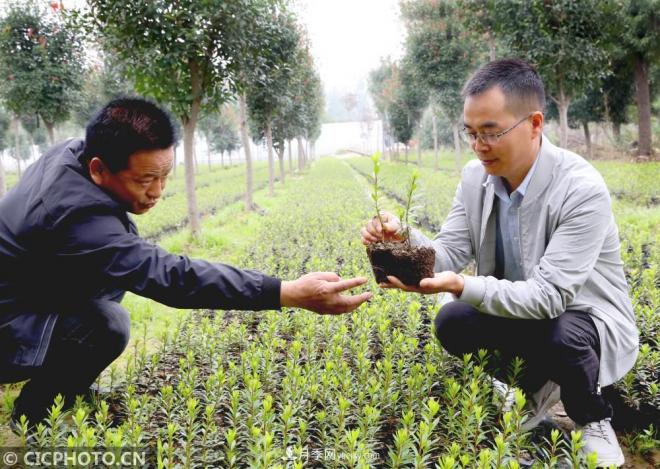 河南平顶山：花卉苗木种植助农增收(图3)