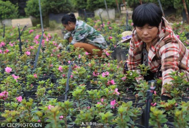 河南平顶山：花卉苗木种植助农增收(图4)