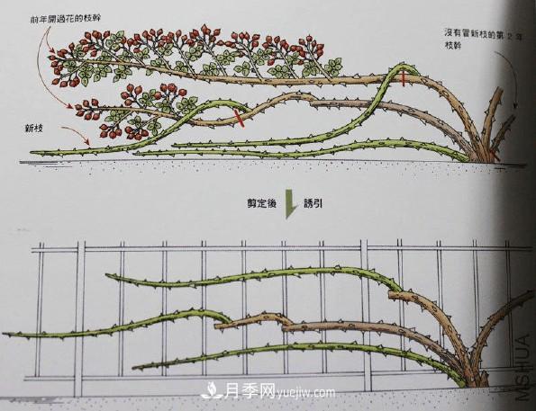 月季冬剪好还是春剪好？南北有区别，一起来学习吧(图3)