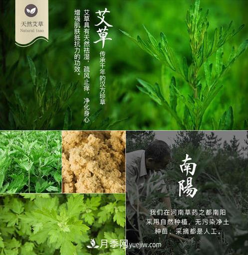 南阳市开展艾草基因组测序研究(图2)