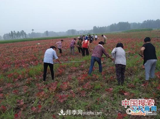 河南南阳桐柏：红叶杨苗木种植 红了山富了民(图1)