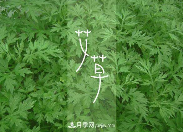 南阳艾草种植有哪些养护要点(图1)