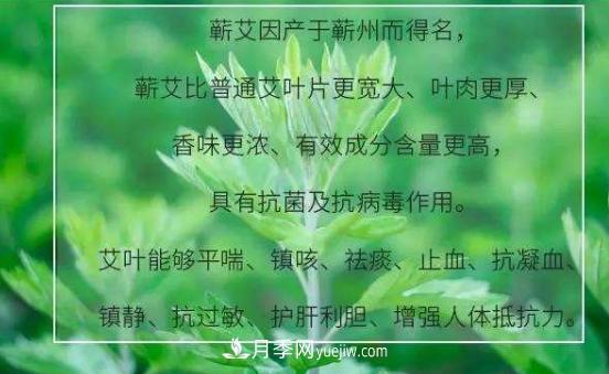 湖北蕲春县种植小艾草大效益 蕲艾产业年产值十亿元(图1)