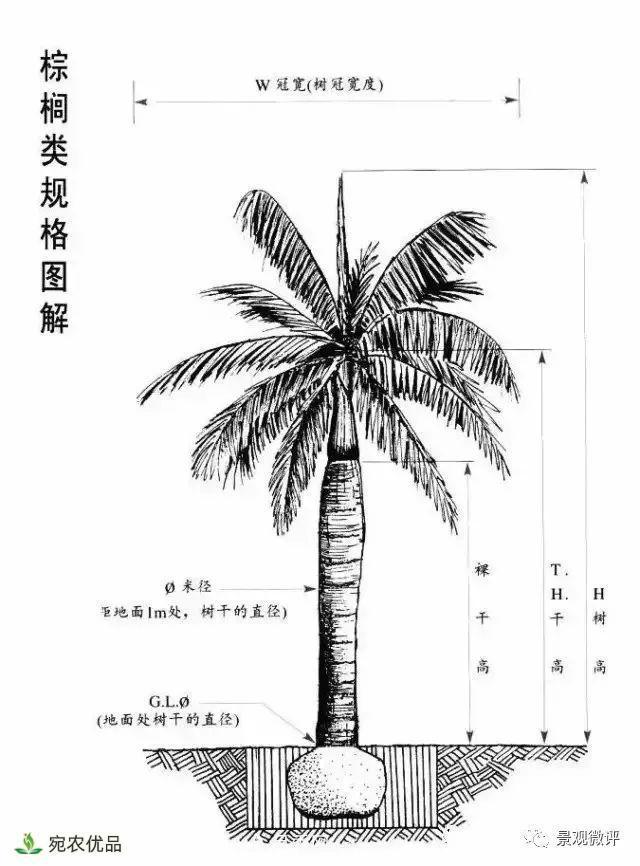 南阳月季苗木行业专业术语大全，你知多少？内容太多(图5)