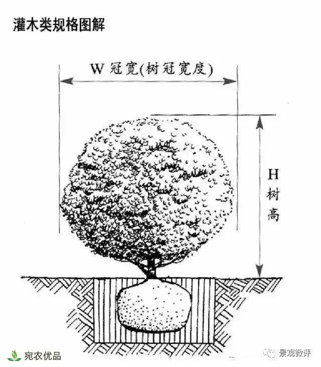 南阳月季苗木行业专业术语大全，你知多少？内容太多(图4)