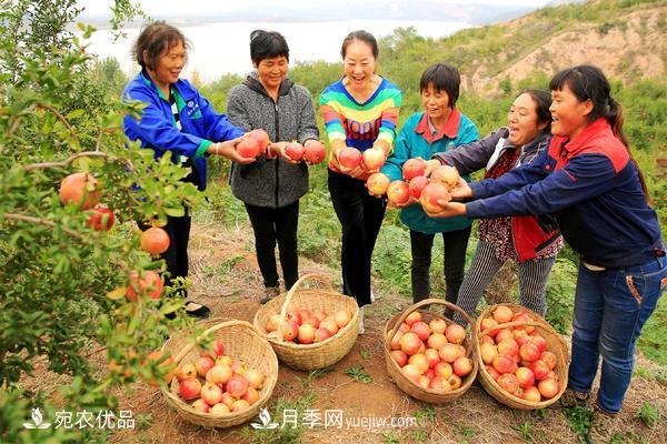 南水北调软籽石榴丰收节 春华秋实绘淅川县生态致富美景(图3)