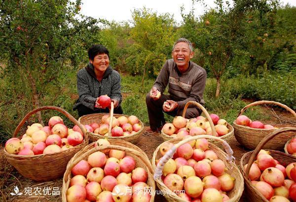 南水北调软籽石榴丰收节 春华秋实绘淅川县生态致富美景(图2)