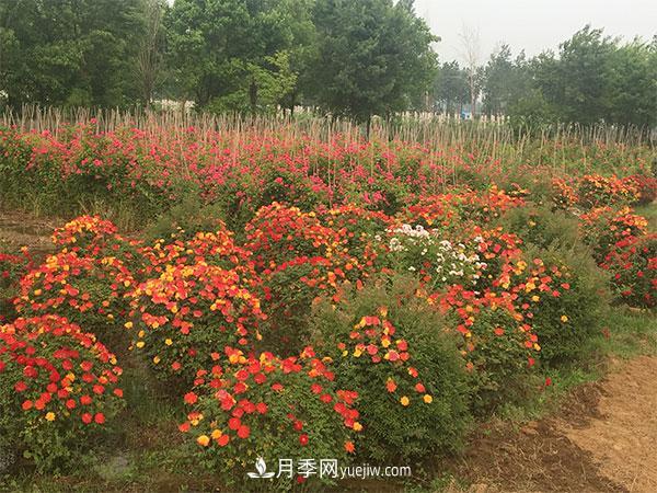 南阳月季花球基地批发价格(图1)