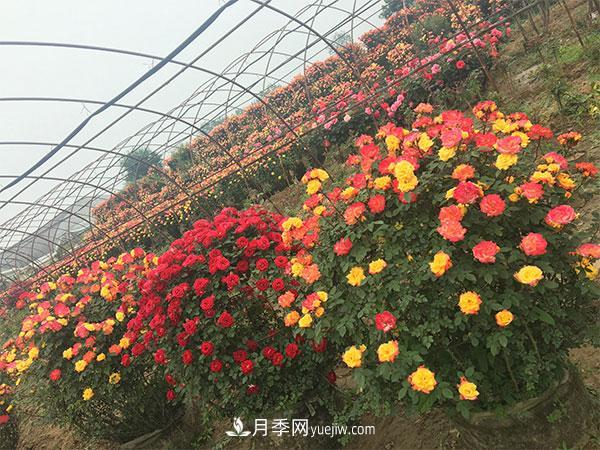 南阳月季花球基地批发价格(图2)