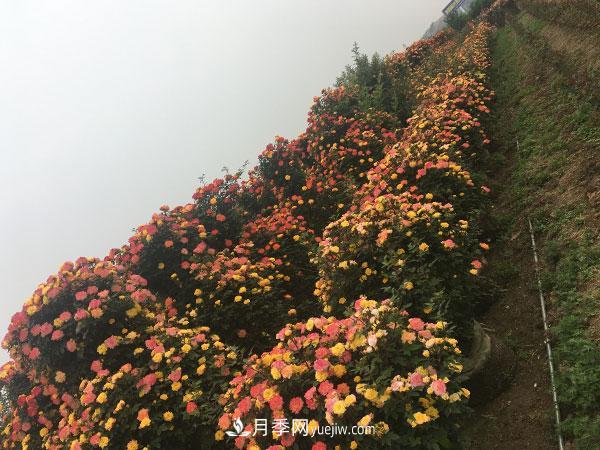 南阳月季花球基地批发价格(图3)