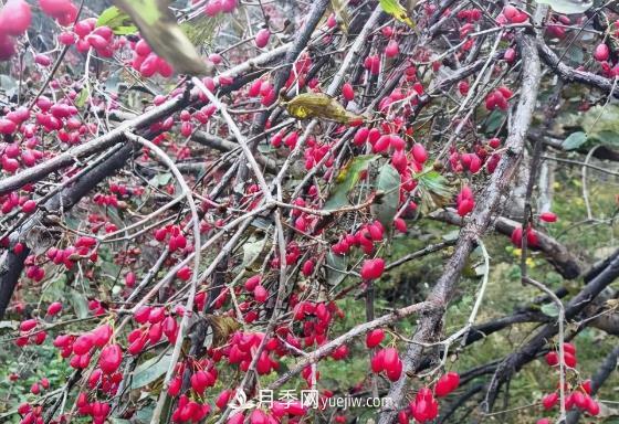 河南南阳南召：乔端镇山茱萸映红致富路(图1)