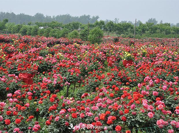 怎样处理月季的花朵套袋(图1)