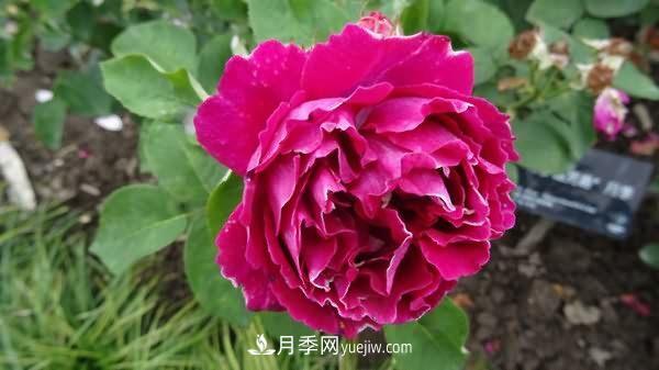 热销的8种月季花，没养的都后悔了！(图5)