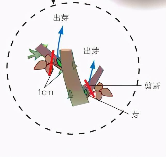 月季庭院种植秋冬养护要点：秋冬养护好，来年一树繁花(图3)