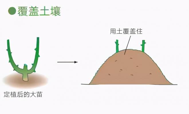 月季庭院种植秋冬养护要点：秋冬养护好，来年一树繁花(图4)