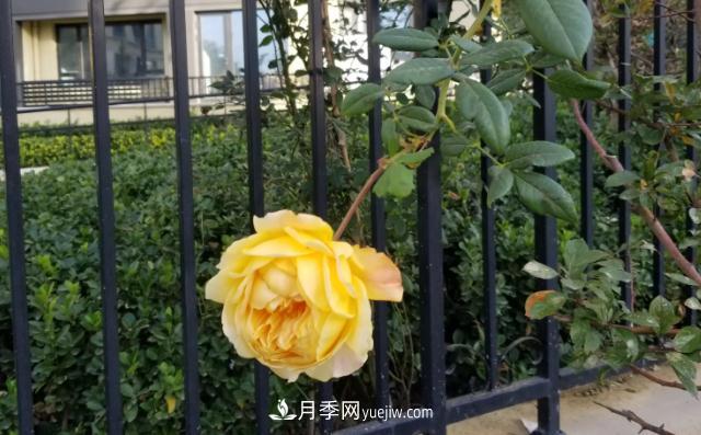 北方户外立冬后的***后一拨月季花开(图1)