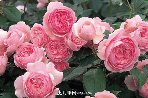 11月了，还不快给月季“清花苞”，开春后疯狂爆花(图1)