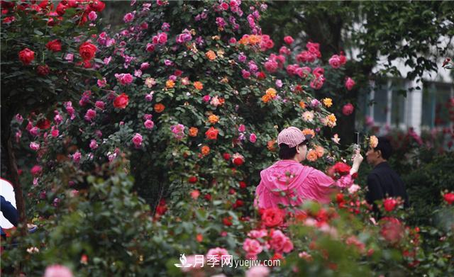 月季花为什么花朵越开越小花色淡？这五点做好，叶茂花繁色娇艳(图2)