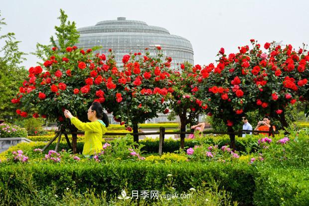 藤本月季和树状月季知识介绍(图2)